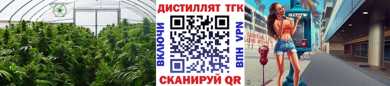 ТГК THC oil  Купить где  Сусуман 